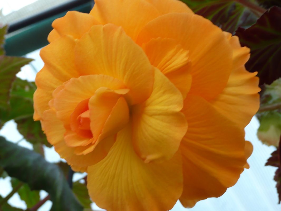 B. ‘Yellow Fascination’